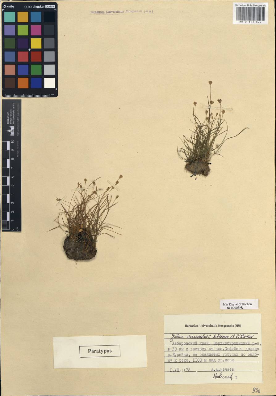 Juncus potaninii subsp. woroschilovii (Nechaev & Novikov) Novikov, Siberia, Russian Far East (S6) (Russia)