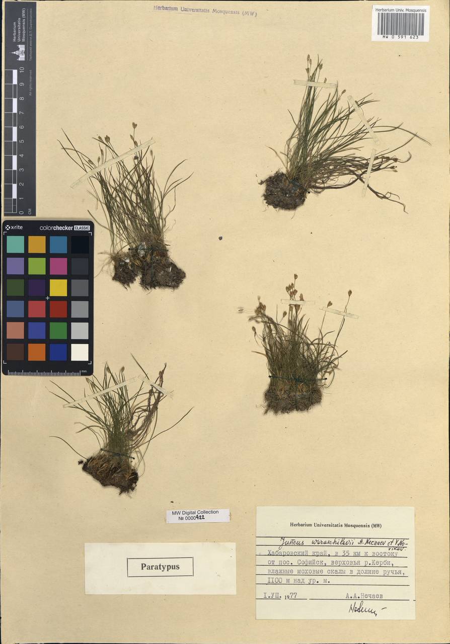 Juncus potaninii subsp. woroschilovii (Nechaev & Novikov) Novikov, Siberia, Russian Far East (S6) (Russia)