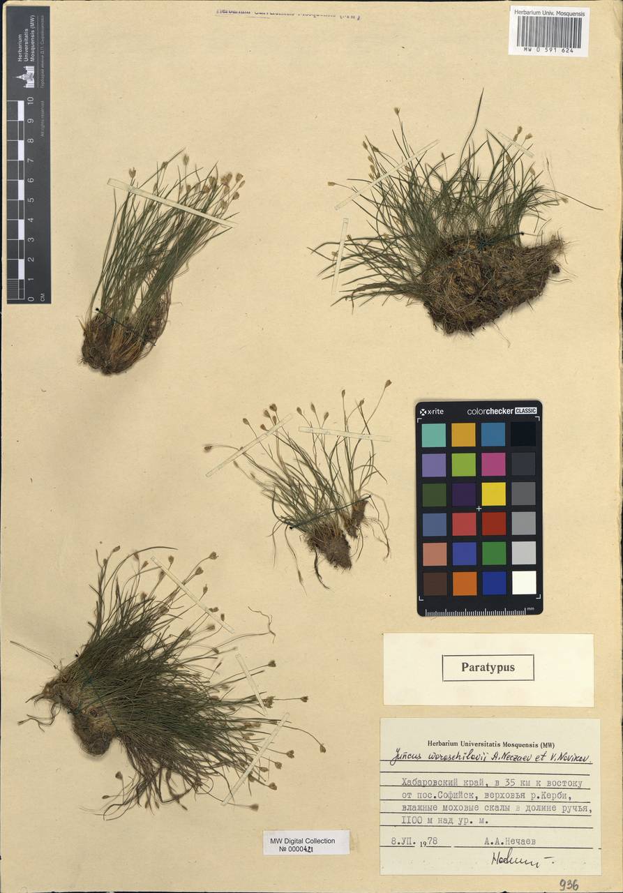 Juncus potaninii subsp. woroschilovii (Nechaev & Novikov) Novikov, Siberia, Russian Far East (S6) (Russia)