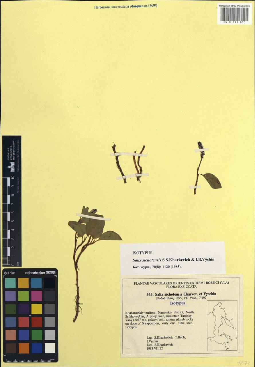 Salix sichotensis S.S. Kharkevich & I.B. Vyshin, Siberia, Russian Far East (S6) (Russia)