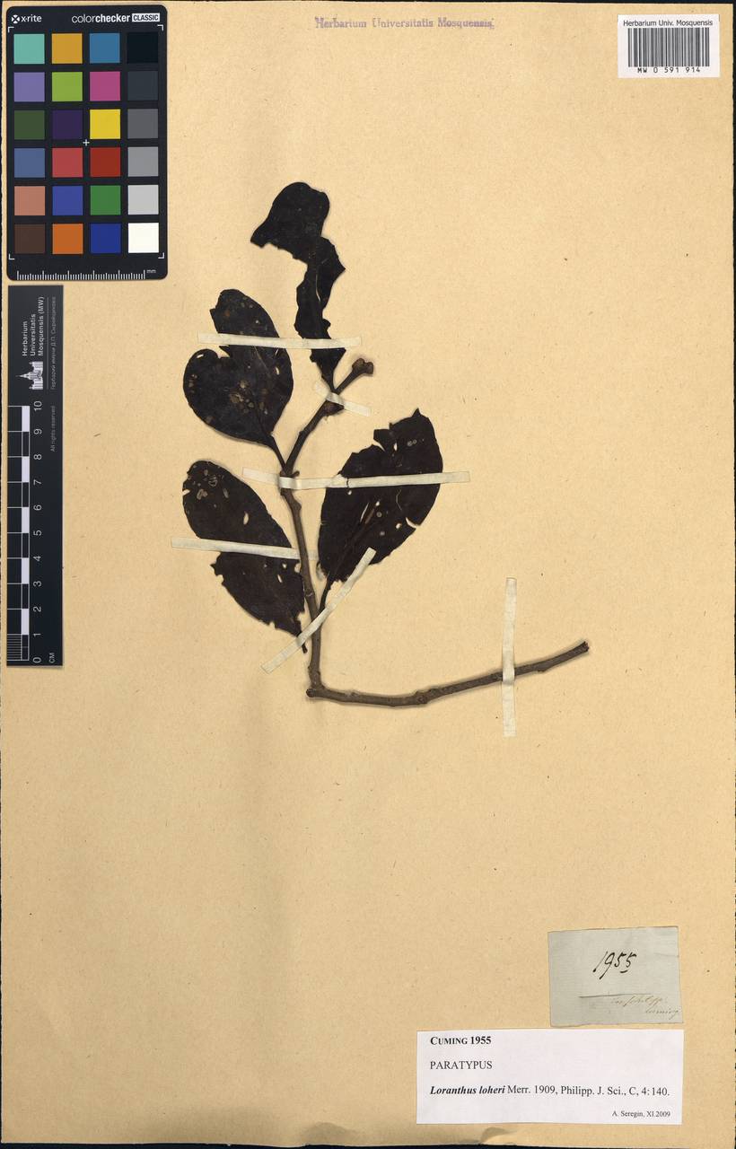 Dendrophthoe loheri (Merr.) Danser, South Asia, South Asia (Asia outside ex-Soviet states and Mongolia) (ASIA) (Philippines)