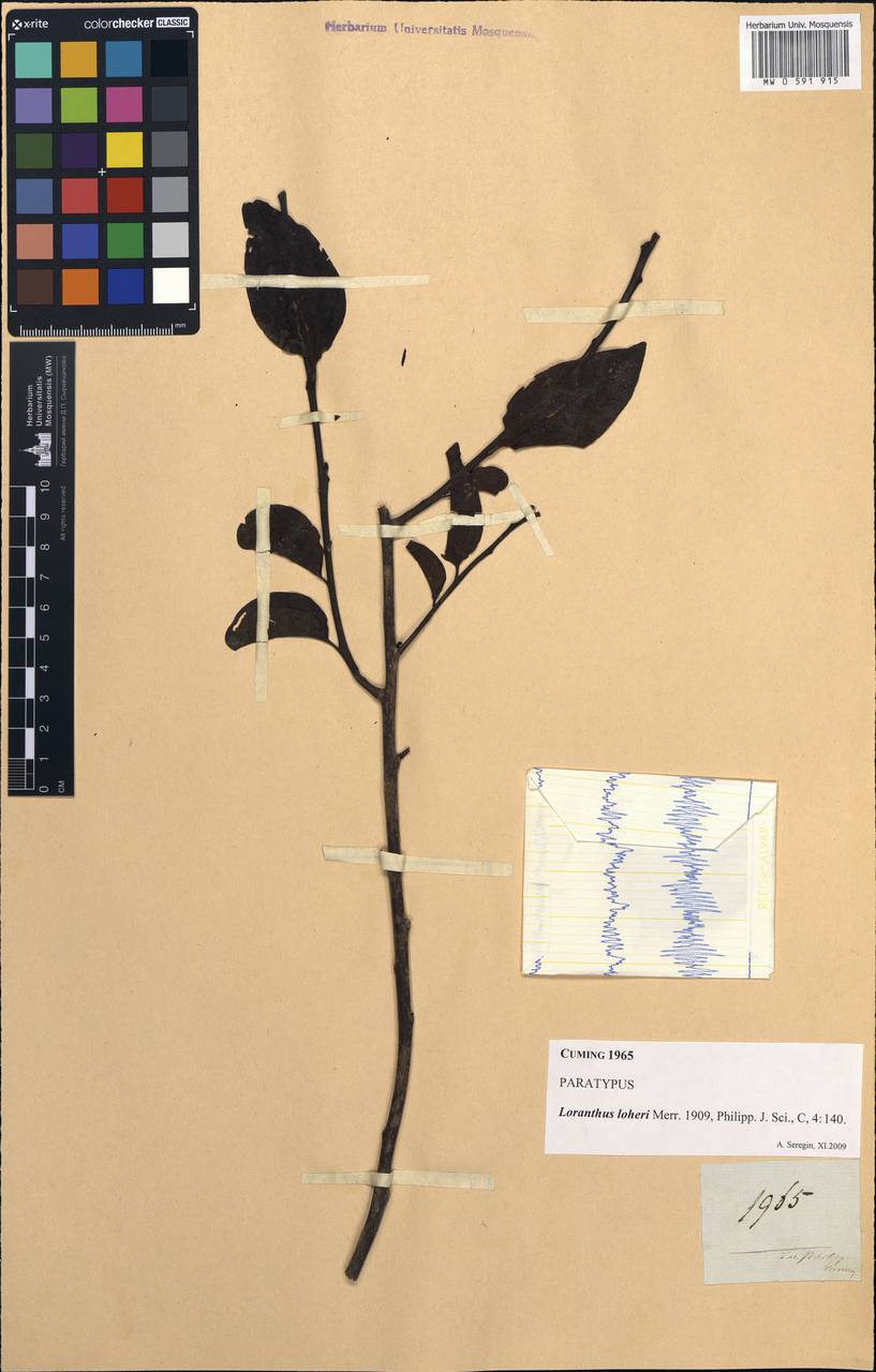 Dendrophthoe loheri (Merr.) Danser, South Asia, South Asia (Asia outside ex-Soviet states and Mongolia) (ASIA) (Philippines)