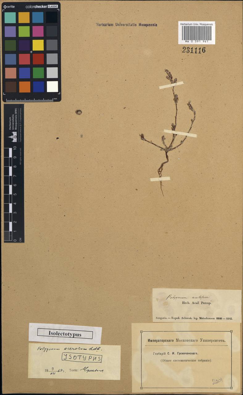 Polygonum acerosum Ledeb. ex Meisn., Middle Asia, Middle Asia (no precise locality) (M0) (Not classified)