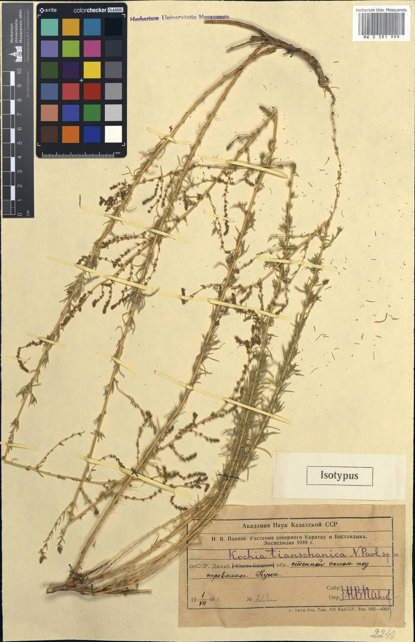 Bassia tianschanica (Pavlov) Freitag & G. Kadereit, Middle Asia, Western Tian Shan & Karatau (M3) (Kazakhstan)
