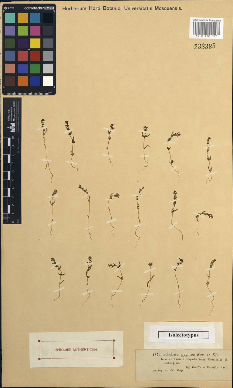 Suaeda pterantha (Kar. & Kir.) Bunge, Middle Asia, Northern & Central Tian Shan (M4) (Kazakhstan)