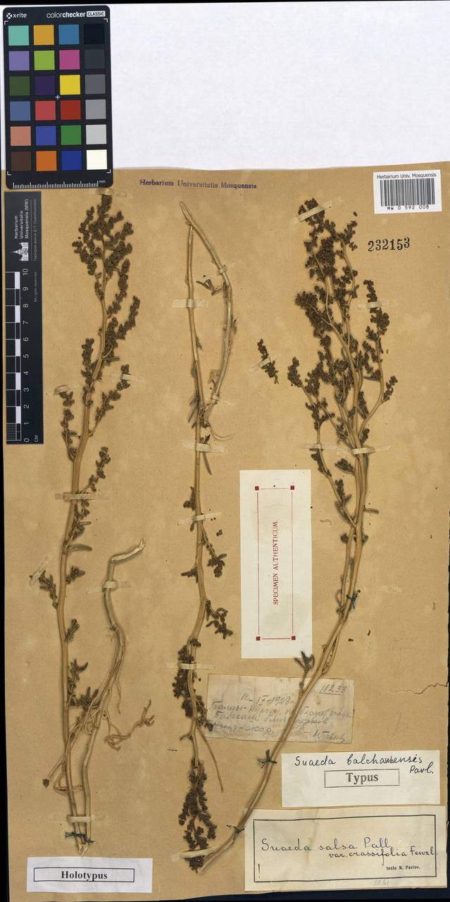 Bienertia kossinskyi (Iljin) Tzvelev, Middle Asia, Muyunkumy, Balkhash & Betpak-Dala (M9) (Kazakhstan)