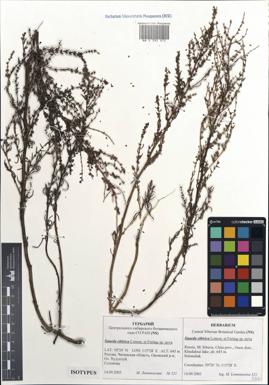 Suaeda sibirica Lomon. & Freitag, Siberia, Baikal & Transbaikal region (S4) (Russia)