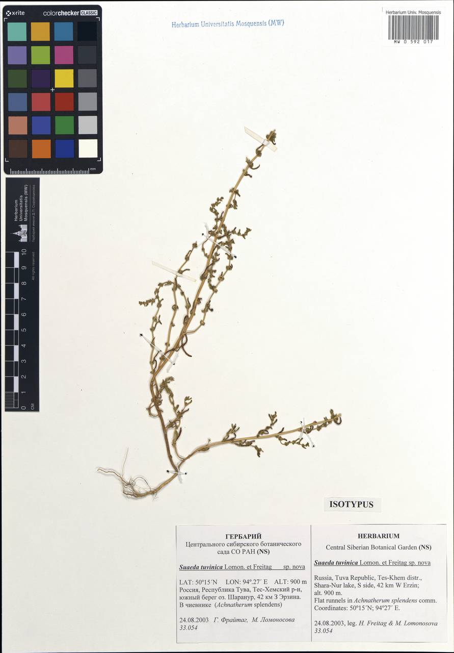 Suaeda tuvinica Lomon. & Freitag, Siberia, Altai & Sayany Mountains (S2) (Russia)