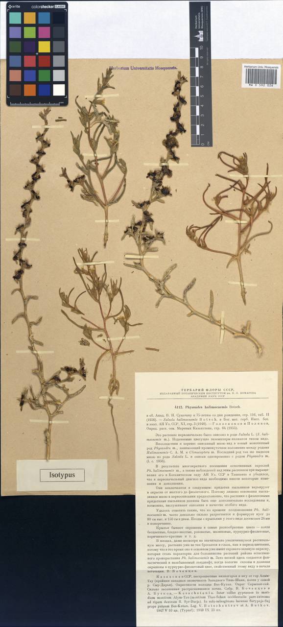 Physandra halimocnemis (Botsch.) Botsch., Middle Asia, Syr-Darian deserts & Kyzylkum (M7) (Kazakhstan)