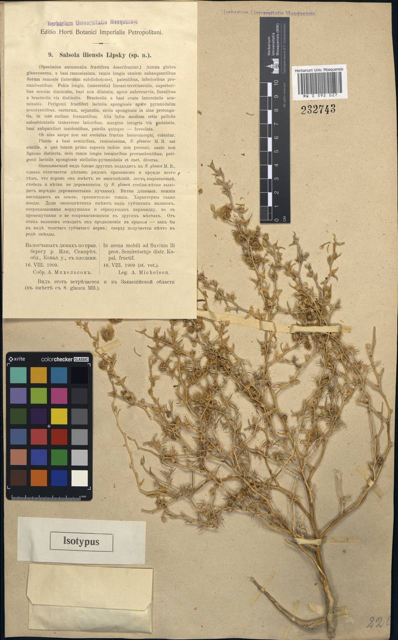 Halothamnus iliensis (Lipsky) Botsch., Middle Asia, Muyunkumy, Balkhash & Betpak-Dala (M9) (Kazakhstan)