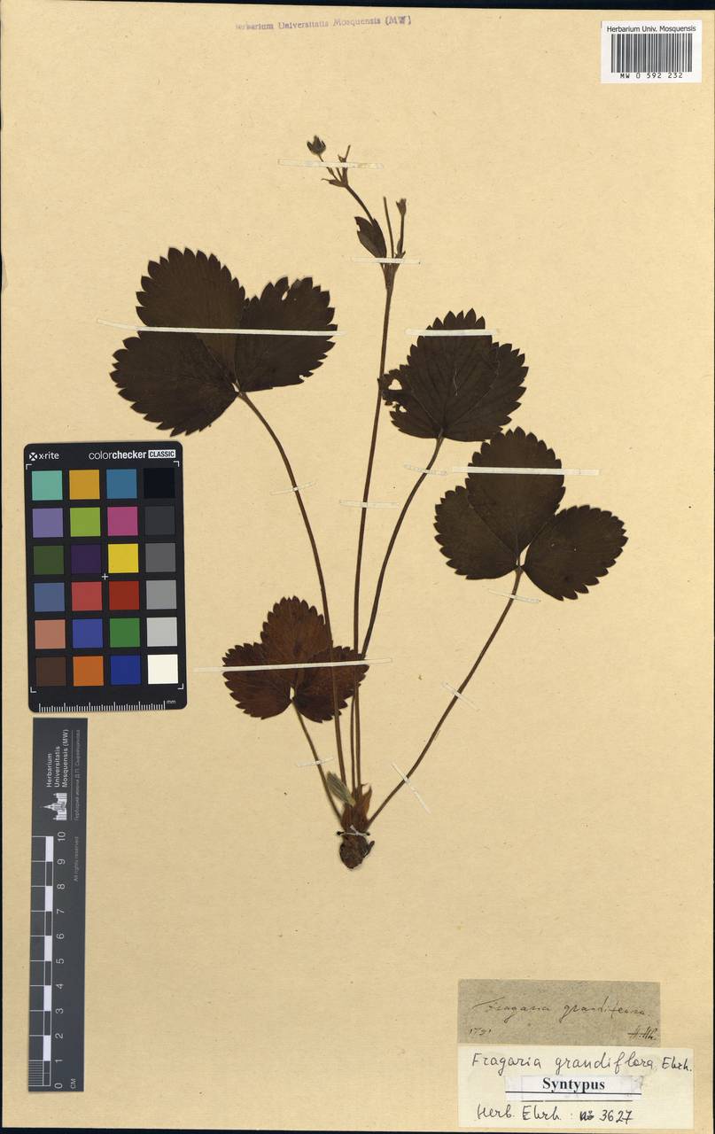 Fragaria × ananassa subsp. ananassa, Unclassified