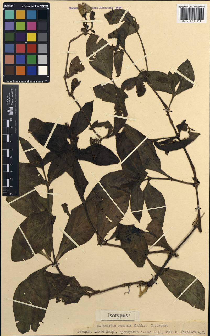 Silene saxosa (A. Khokhr.) comb. ined., Caucasus, Georgia (K4) (Georgia)