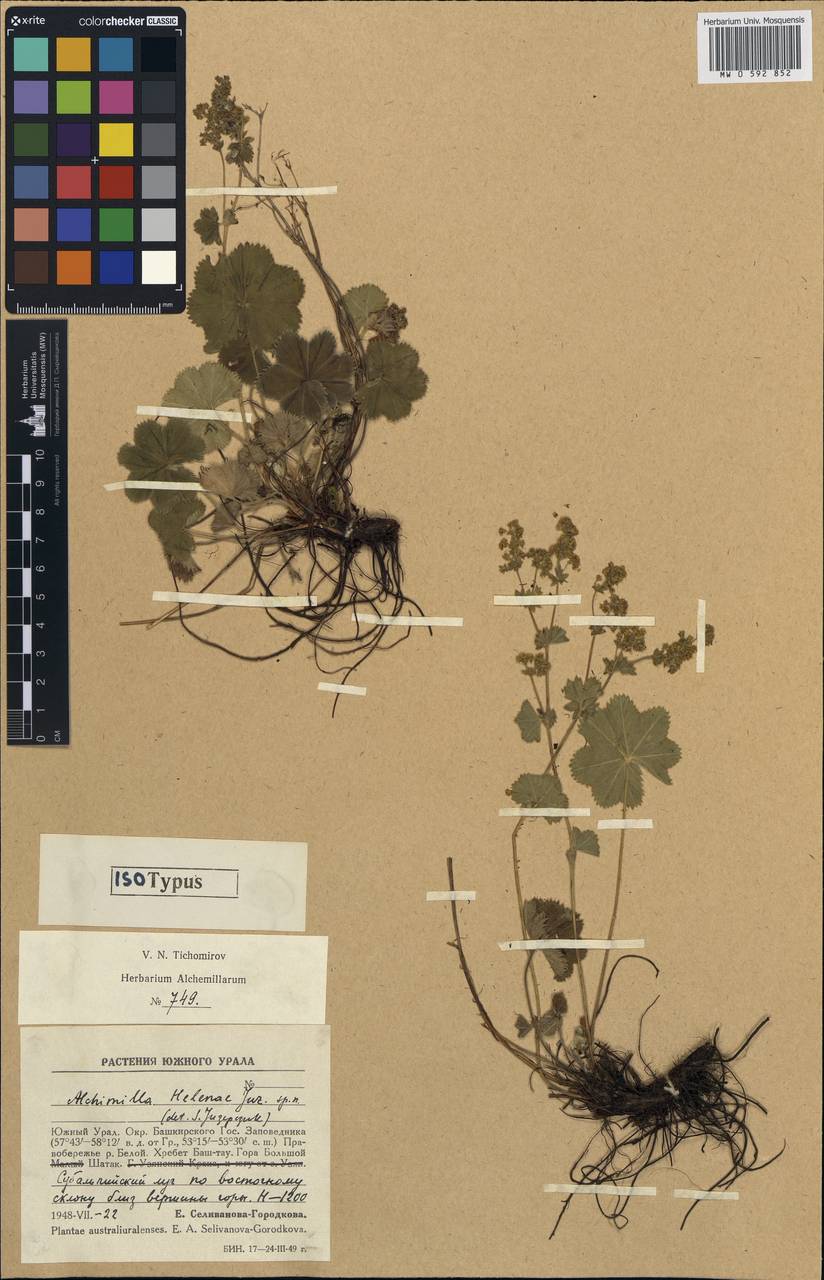 Alchemilla helenae Juz., Eastern Europe, Eastern region (E10) (Russia)