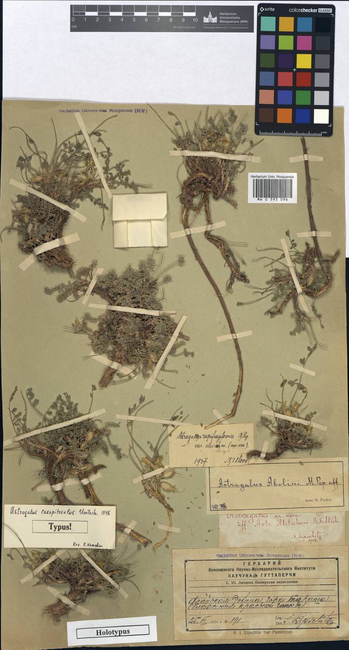 Astragalus caespitosulus Gontsch., Middle Asia, Pamir & Pamiro-Alai (M2) (Kyrgyzstan)