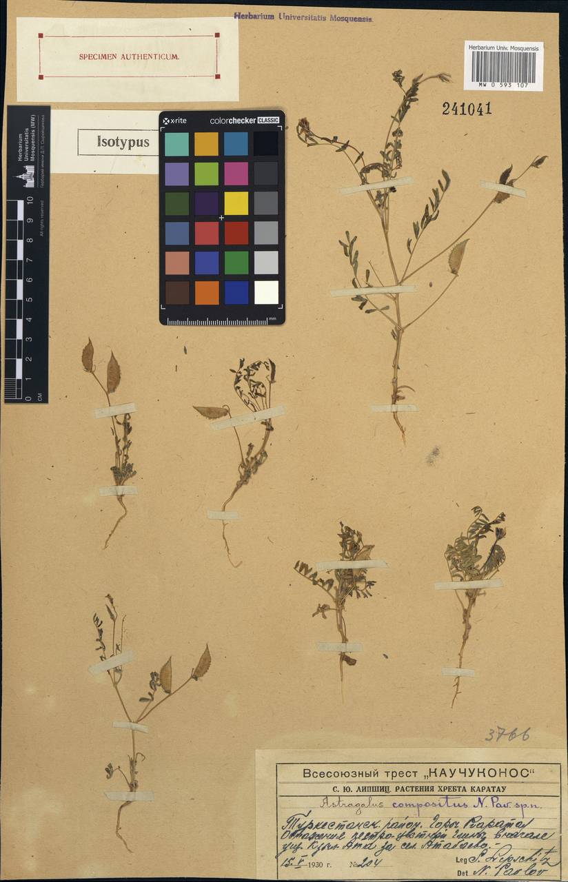 Astragalus compositus Pavlov, Middle Asia, Western Tian Shan & Karatau (M3) (Kazakhstan)