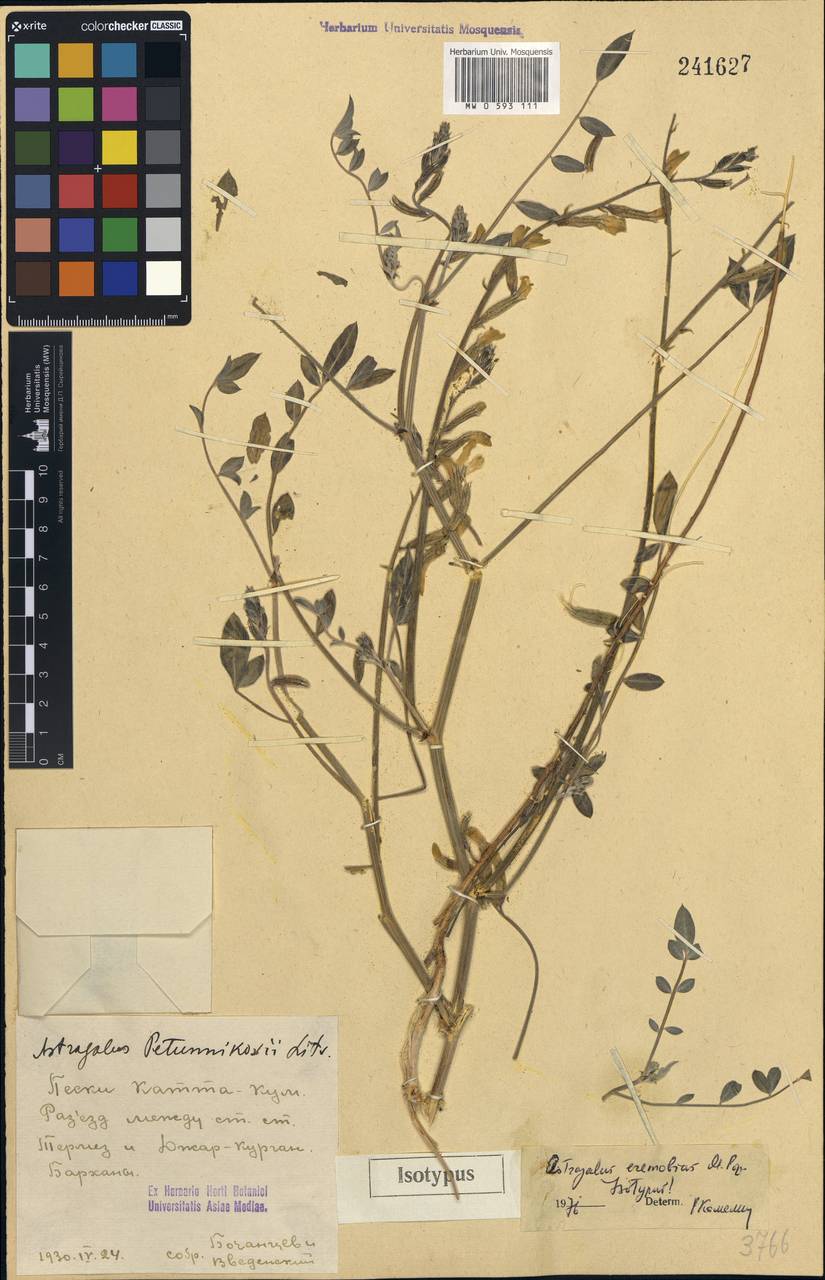 Astragalus petunnikovii Litv., Middle Asia, Pamir & Pamiro-Alai (M2) (Uzbekistan)