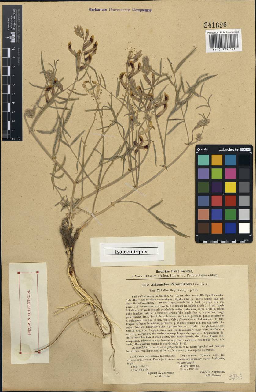 Astragalus petunnikovii Litv., Middle Asia, Karakum (M6) (Turkmenistan)