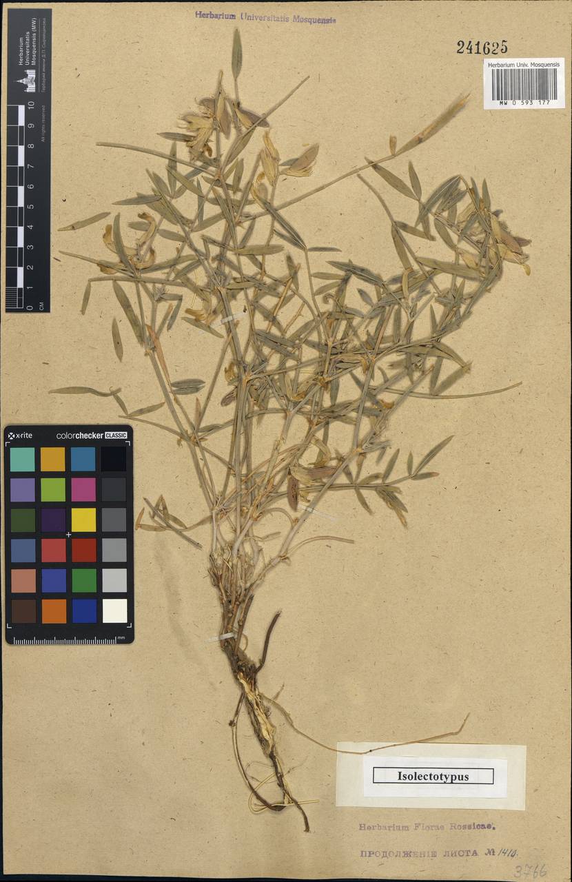 Astragalus petunnikovii Litv., Middle Asia, Karakum (M6) (Turkmenistan)