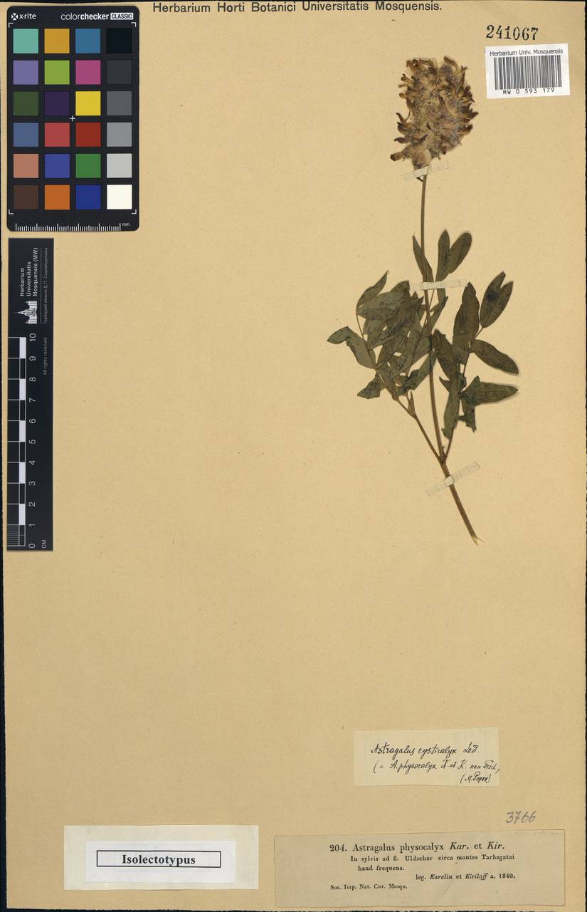 Astragalus physocalyx Fischer, Middle Asia, Dzungarian Alatau & Tarbagatai (M5) (Kazakhstan)
