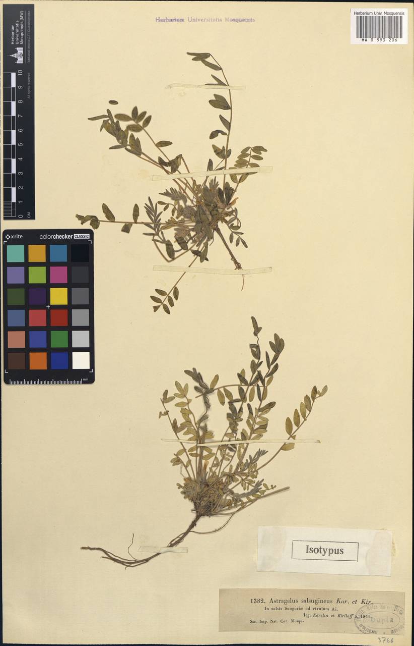 Astragalus salsugineus Kar. & Kir., Middle Asia, Dzungarian Alatau & Tarbagatai (M5) (Kazakhstan)