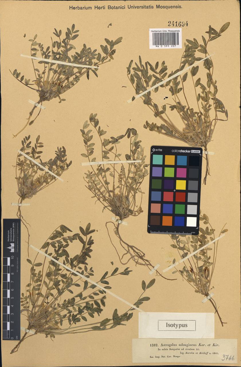 Astragalus salsugineus Kar. & Kir., Middle Asia, Dzungarian Alatau & Tarbagatai (M5) (Kazakhstan)