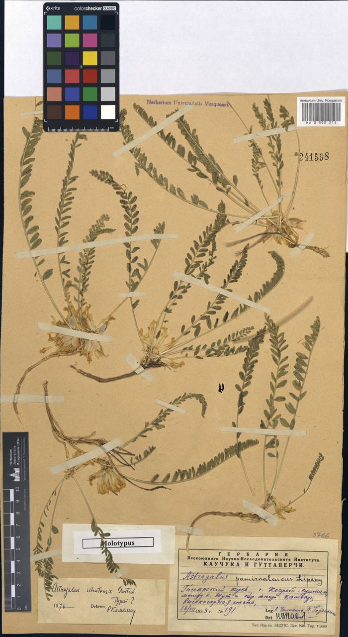 Astragalus schutensis Gontsch., Middle Asia, Pamir & Pamiro-Alai (M2) (Uzbekistan)