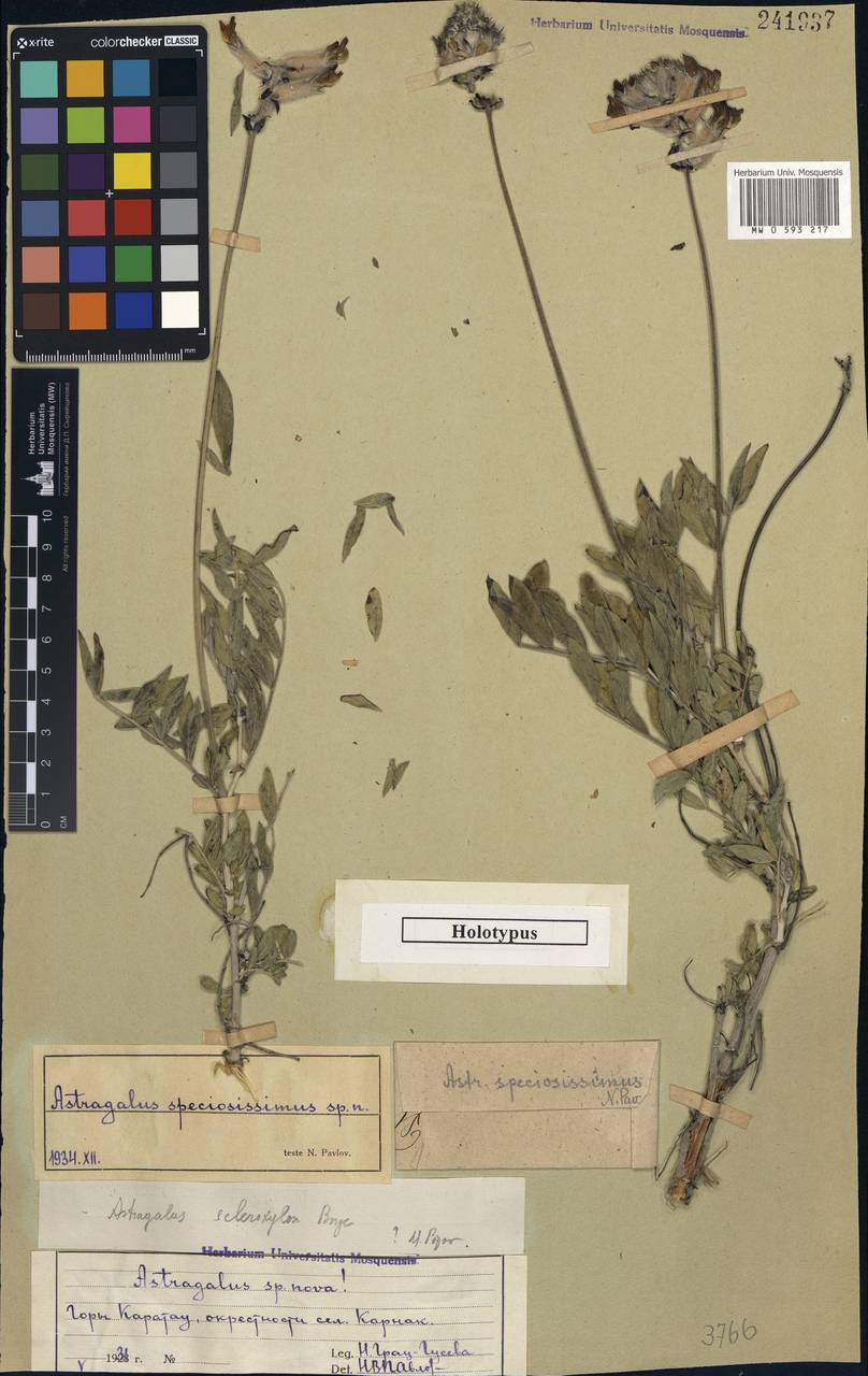 Astragalus speciosissimus Pavlov, Middle Asia, Western Tian Shan & Karatau (M3) (Kazakhstan)