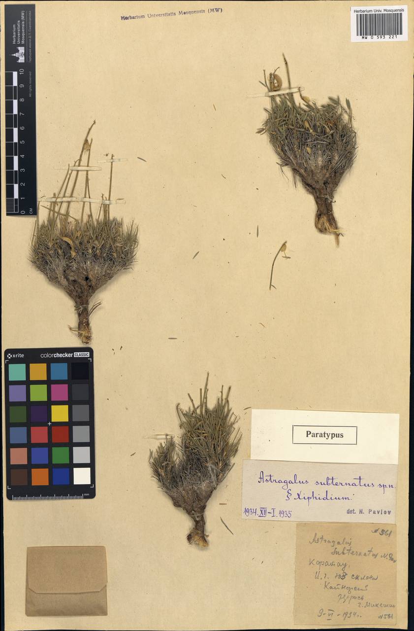 Astragalus subternatus Pavlov, Middle Asia, Western Tian Shan & Karatau (M3) (Kazakhstan)