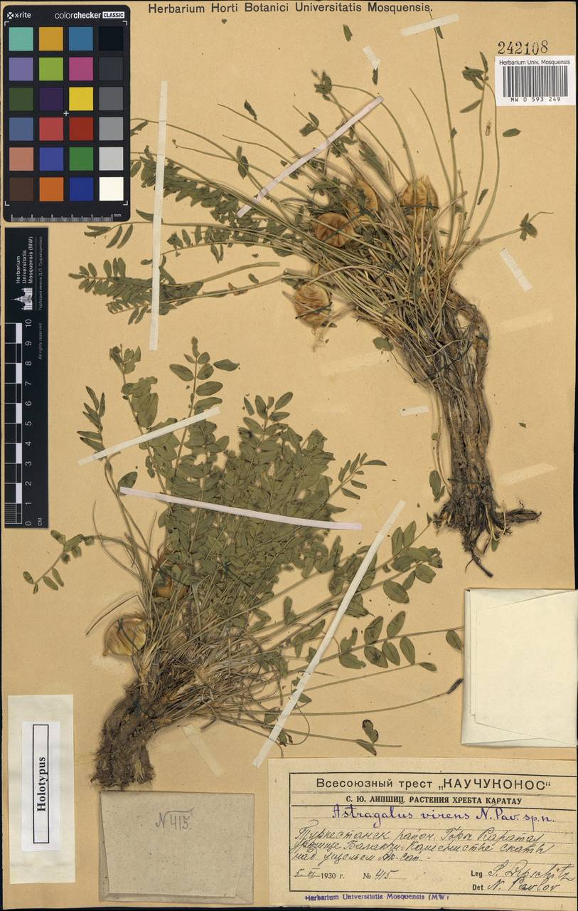 Astragalus virens Pavlov, Middle Asia, Western Tian Shan & Karatau (M3) (Kazakhstan)