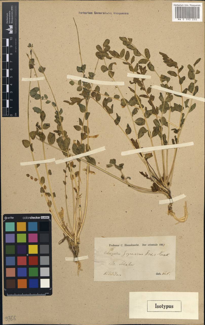 Astragalus zagrosicus Boiss. & Haussk. ex Boiss, South Asia, South Asia (Asia outside ex-Soviet states and Mongolia) (ASIA) (Iran)