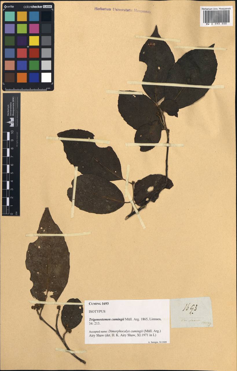 Dimorphocalyx cumingii (Müll.Arg.) Airy Shaw, South Asia, South Asia (Asia outside ex-Soviet states and Mongolia) (ASIA) (Philippines)
