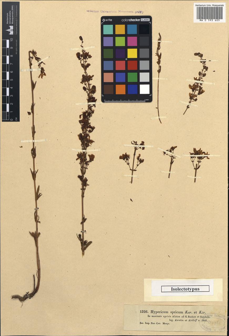 Hypericum apricum Kar. & Kir., Middle Asia, Dzungarian Alatau & Tarbagatai (M5) (Kazakhstan)