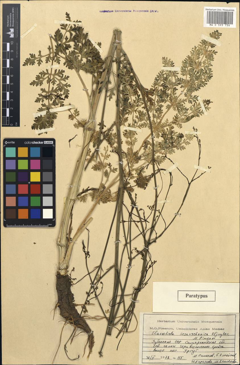 Elaeosticta seravschanica Kljuykov & Pimenov, Middle Asia, Pamir & Pamiro-Alai (M2) (Uzbekistan)
