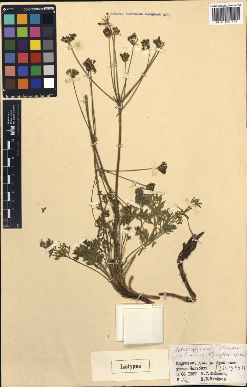 Aulacospermum plicatum Pimenov & Kljuykov, Middle Asia, Northern & Central Tian Shan (M4) (Kyrgyzstan)
