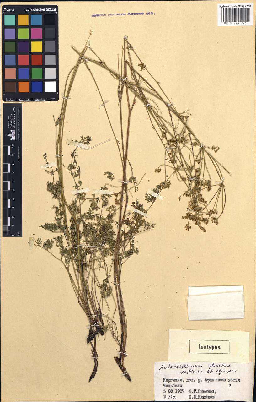 Aulacospermum plicatum Pimenov & Kljuykov, Middle Asia, Northern & Central Tian Shan (M4) (Kyrgyzstan)