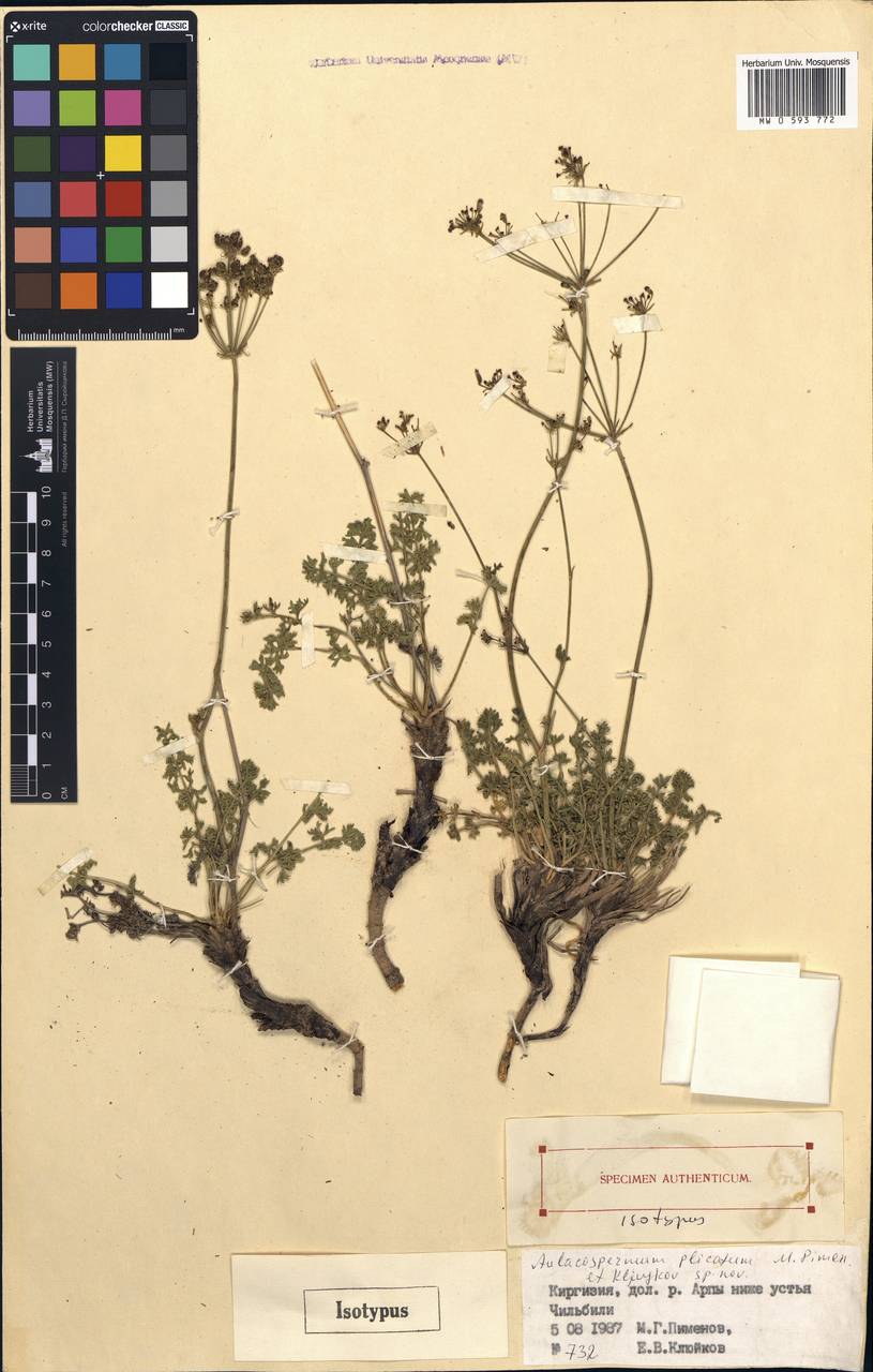 Aulacospermum plicatum Pimenov & Kljuykov, Middle Asia, Northern & Central Tian Shan (M4) (Kyrgyzstan)