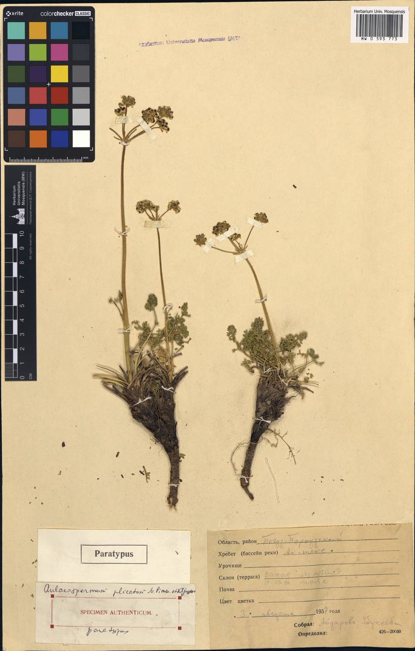 Aulacospermum plicatum Pimenov & Kljuykov, Middle Asia, Northern & Central Tian Shan (M4) (Kyrgyzstan)