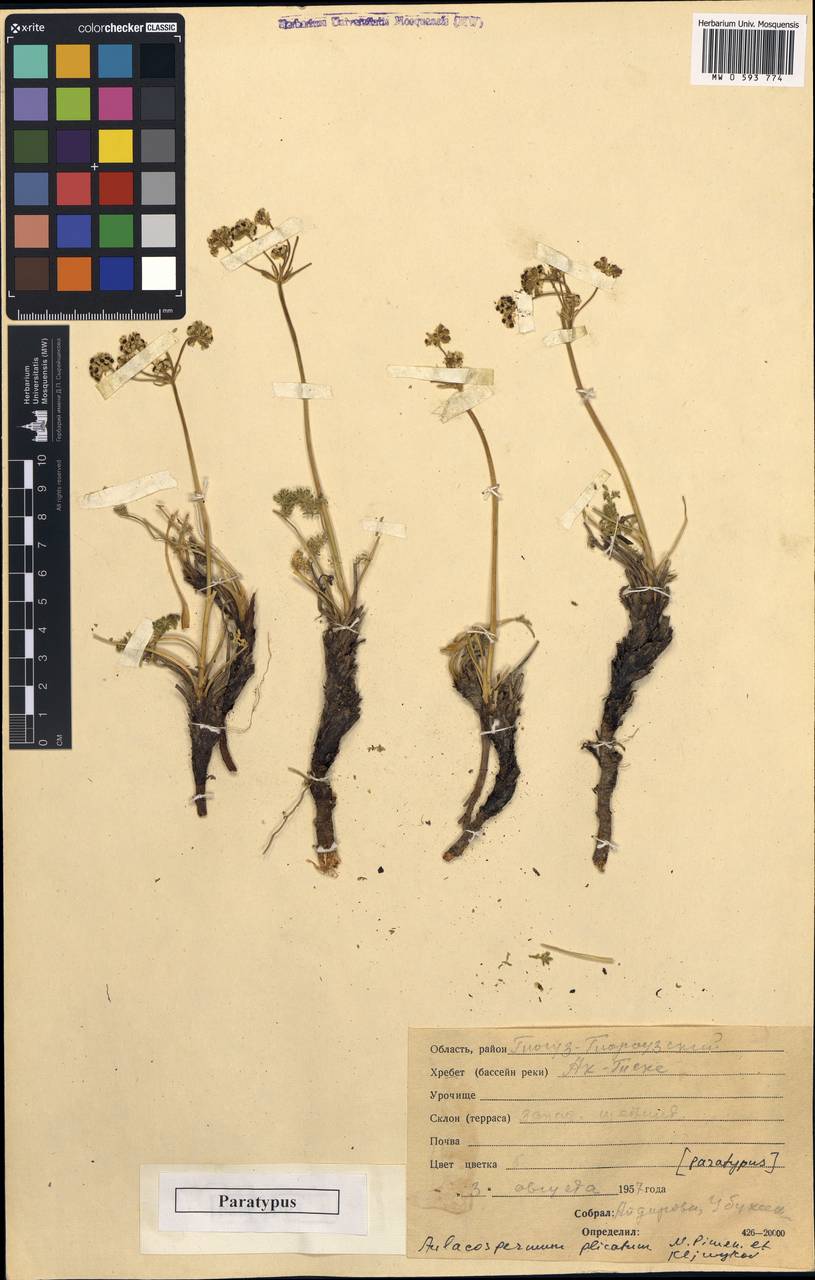 Aulacospermum plicatum Pimenov & Kljuykov, Middle Asia, Northern & Central Tian Shan (M4) (Kyrgyzstan)