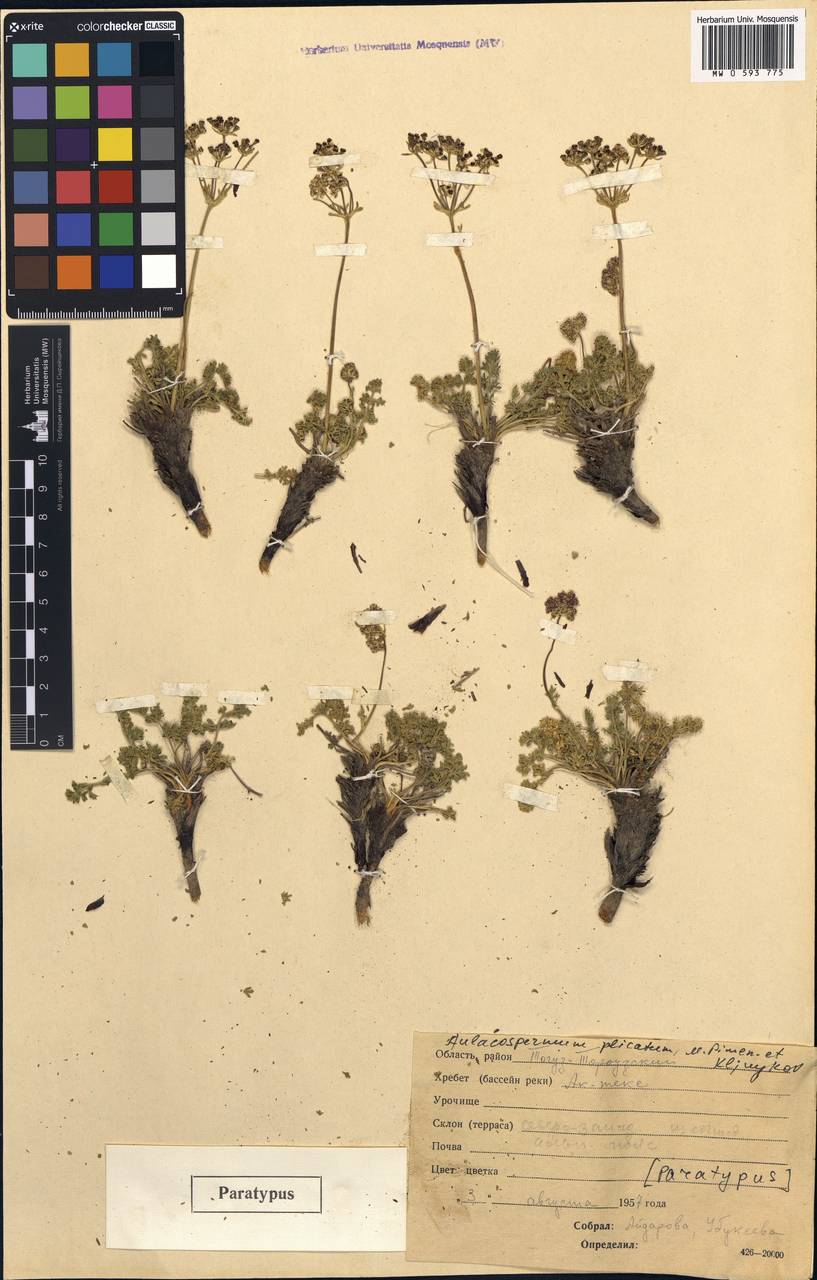 Aulacospermum plicatum Pimenov & Kljuykov, Middle Asia, Northern & Central Tian Shan (M4) (Kyrgyzstan)