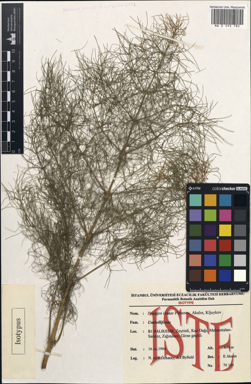 Prangos ilanae Pimenov, Akalın & Kljuykov, South Asia, South Asia (Asia outside ex-Soviet states and Mongolia) (ASIA) (Turkey)