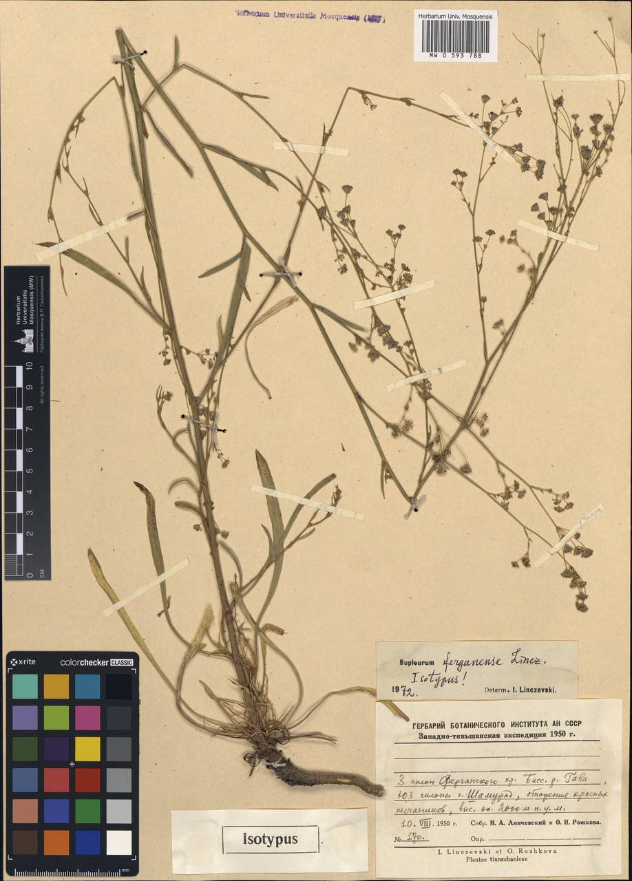 Bupleurum ferganense Linchevskii, Middle Asia, Northern & Central Tian Shan (M4) (Kyrgyzstan)