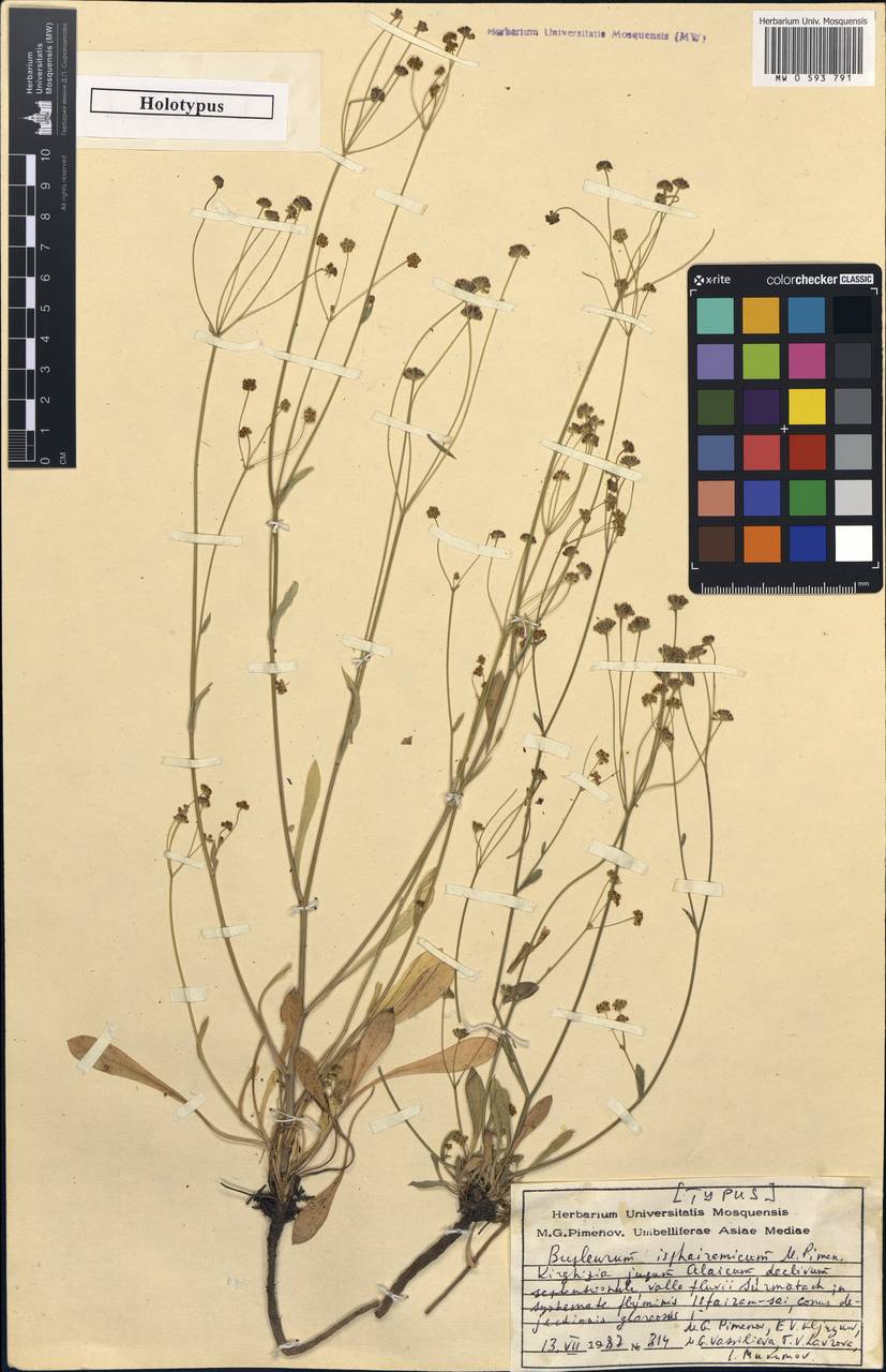 Bupleurum isphairamicum Pimenov, Middle Asia, Pamir & Pamiro-Alai (M2) (Kyrgyzstan)