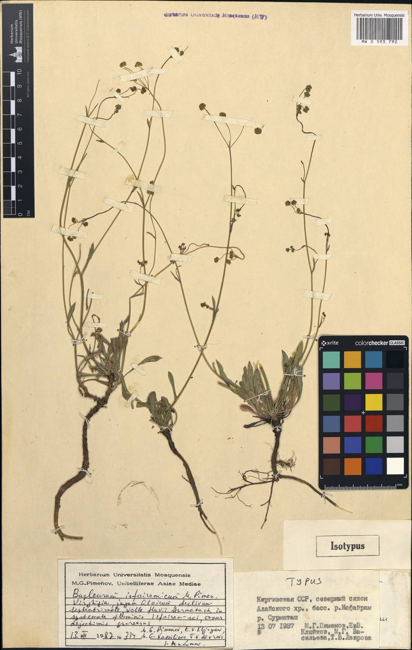 Bupleurum isphairamicum Pimenov, Middle Asia, Pamir & Pamiro-Alai (M2) (Kyrgyzstan)