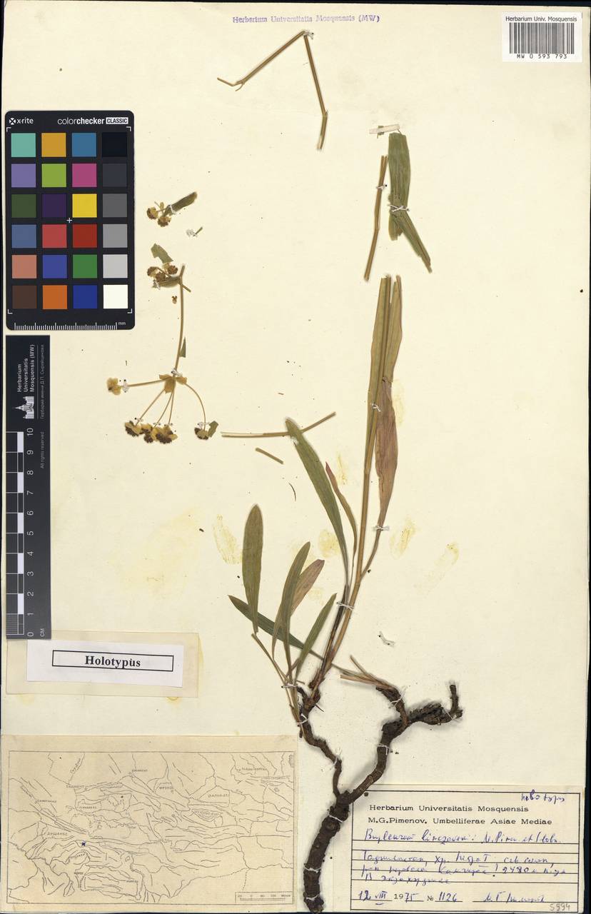 Bupleurum linczevskii Pimenov & Sdobnina, Middle Asia, Pamir & Pamiro-Alai (M2) (Tajikistan)