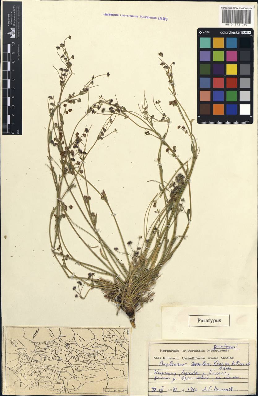 Bupleurum rosulare Korovin ex Pimenov & Sdobnina, Middle Asia, Western Tian Shan & Karatau (M3) (Kyrgyzstan)