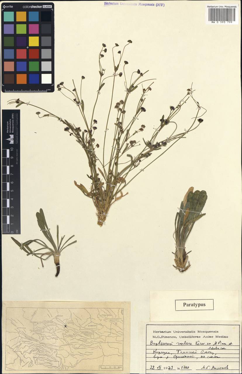 Bupleurum rosulare Korovin ex Pimenov & Sdobnina, Middle Asia, Western Tian Shan & Karatau (M3) (Kazakhstan)