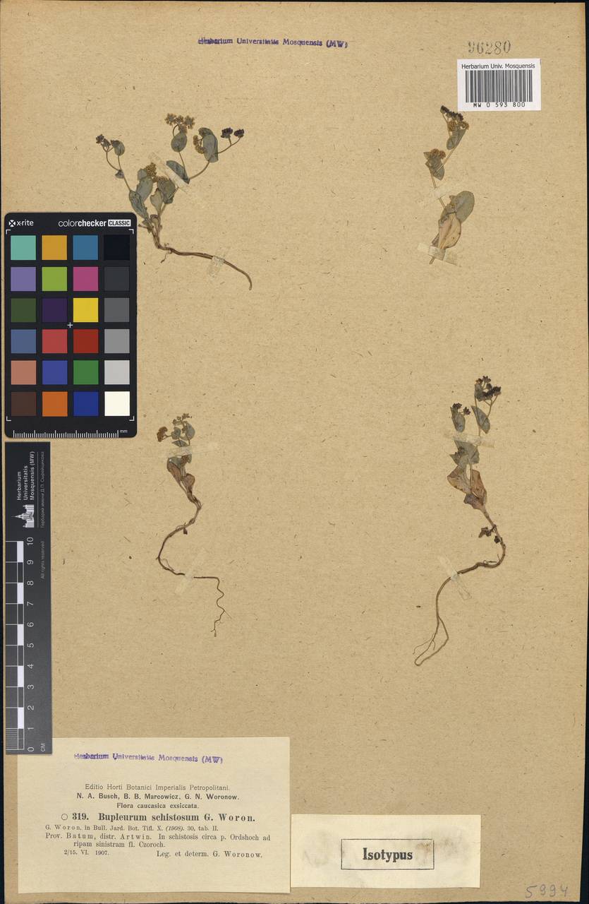 Bupleurum schistosum Woronow, South Asia, South Asia (Asia outside ex-Soviet states and Mongolia) (ASIA) (Turkey)