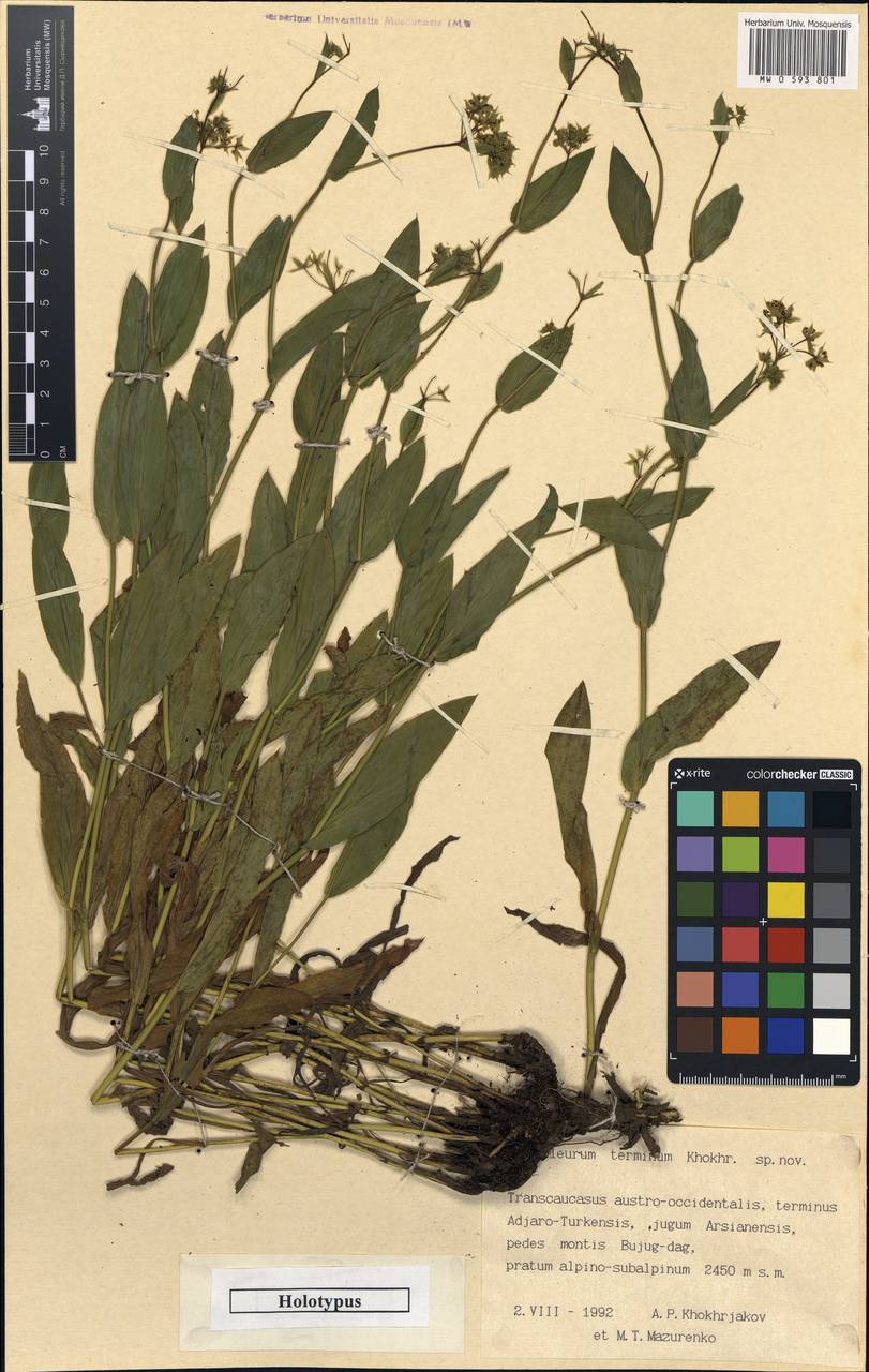 Bupleurum terminum A.P.Khokhr., South Asia, South Asia (Asia outside ex-Soviet states and Mongolia) (ASIA) (Turkey)