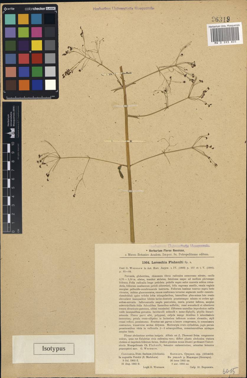 Cryptotaenia flahaultii (Woronow) Koso-Pol., Caucasus, Abkhazia (K4a) (Abkhazia)