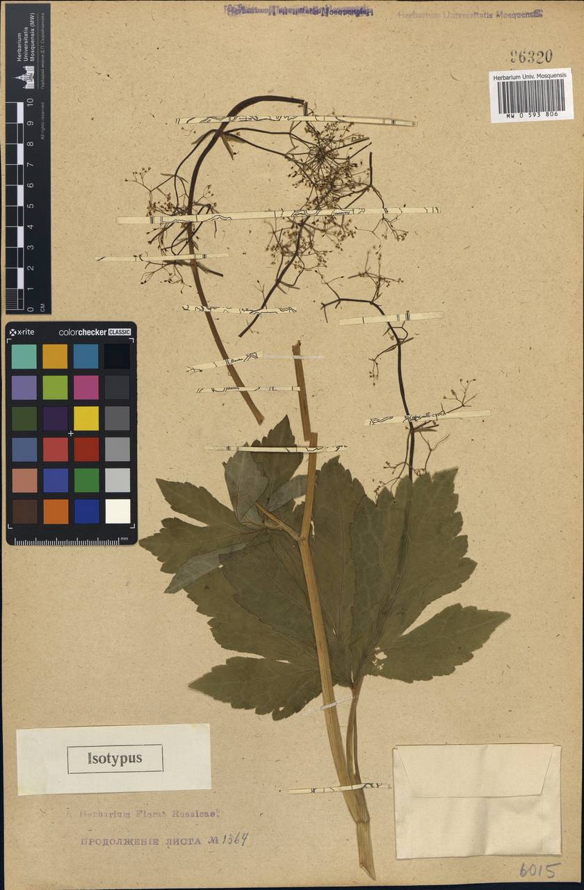 Cryptotaenia flahaultii (Woronow) Koso-Pol., Caucasus, Abkhazia (K4a) (Abkhazia)